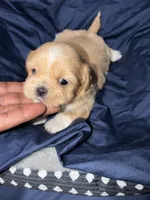 shih tzu 1, a male Shih Tzu for sale in Maryland City, MD – 1 of 8