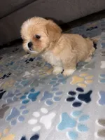 shih tzu 1, a male Shih Tzu for sale in Upper Marlboro, MD – 3 of 8