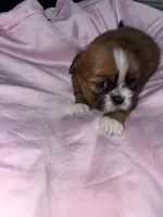 shih tzu 3, a female Shih Tzu for sale in Maryland City, MD – 4 of 8