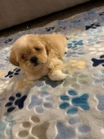 shih tzu 1, a male Shih Tzu for sale in Upper Marlboro, MD – 1 of 8