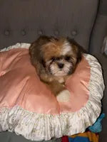 shih tzu 3, a female Shih Tzu for sale in Upper Marlboro, MD – 3 of 6