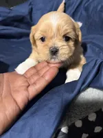 shih tzu 1, a male Shih Tzu for sale in Maryland City, MD – 6 of 8