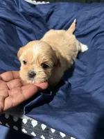 shih tzu 1, a male Shih Tzu for sale in Maryland City, MD – 7 of 8