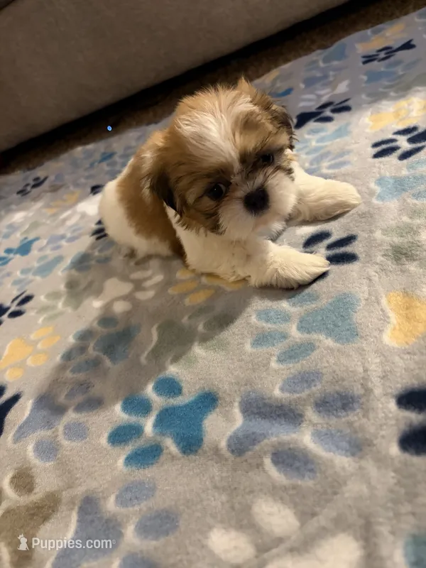 shih tzu 5  – Shih Tzu puppy for sale in Upper Marlboro, MD
