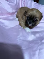 shih tzu 6, a female Shih Tzu for sale in Maryland City, MD – 6 of 7