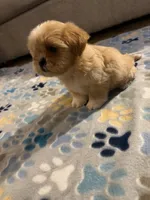 shih tzu 1, a male Shih Tzu for sale in Upper Marlboro, MD – 5 of 8