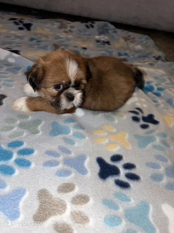 shih tzu 3 – Shih Tzu puppy for sale in Upper Marlboro, MD