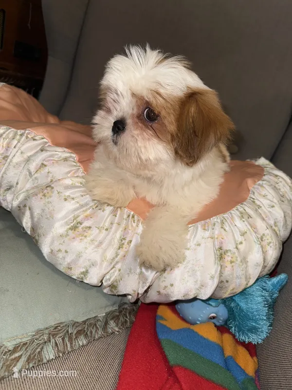 shih tzu 7  – Shih Tzu puppy for sale in Upper Marlboro, MD
