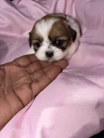 shih tzu 5 , a female Shih Tzu for sale in Maryland City, MD – 3 of 8