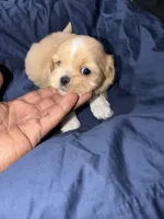 shih tzu 1, a male Shih Tzu for sale in Maryland City, MD – 4 of 8