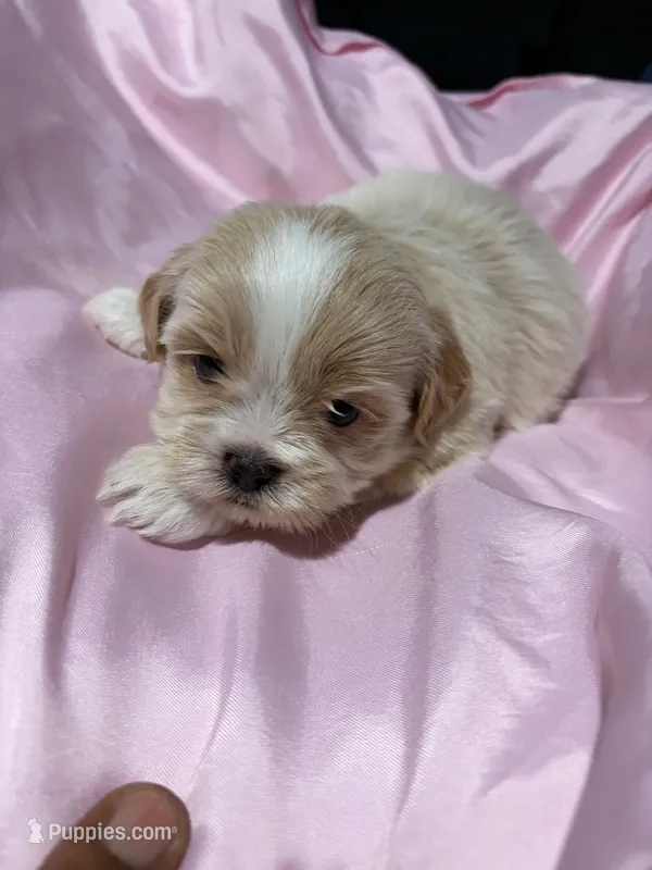 shih tzu 2 – Shih Tzu puppy for sale in Maryland City, MD