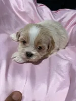 shih tzu 2, a female Shih Tzu for sale in Maryland City, MD – 1 of 9