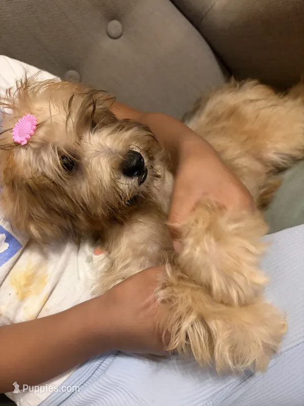 yorkie poo – Yorkipoo puppy for sale in Upper Marlboro, MD