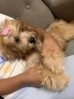 yorkie poo, a female Yorkipoo for sale in Upper Marlboro, MD – 1 of 7