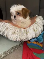 shih tzu 7 , a male Shih Tzu for sale in Upper Marlboro, MD – 2 of 6