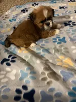 shih tzu 3, a female Shih Tzu for sale in Upper Marlboro, MD – 4 of 6