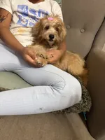 yorkie poo, a female Yorkipoo for sale in Upper Marlboro, MD – 5 of 7