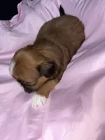 shih tzu 3, a female Shih Tzu for sale in Maryland City, MD – 5 of 8