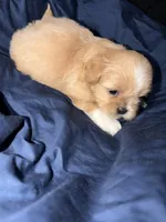 shih tzu 1, a male Shih Tzu for sale in Maryland City, MD – 2 of 8