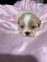 shih tzu 2, a female Shih Tzu for sale in Maryland City, MD – 2 of 9