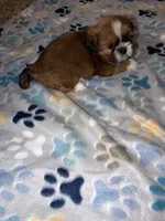 shih tzu 3, a female Shih Tzu for sale in Upper Marlboro, MD – 2 of 6