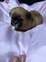 shih tzu 6, a female Shih Tzu for sale in Maryland City, MD – 5 of 7