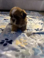 shih tzu 3, a female Shih Tzu for sale in Upper Marlboro, MD – 3 of 6