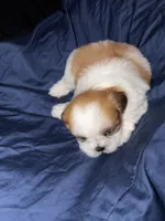 shih tzu 4 , a male Shih Tzu for sale in Maryland City, MD – 2 of 7