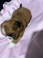 shih tzu 3, a female Shih Tzu for sale in Maryland City, MD – 7 of 8
