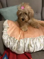 yorkie poo, a female Yorkipoo for sale in Upper Marlboro, MD – 7 of 7