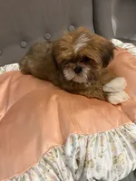 shih tzu 3, a female Shih Tzu for sale in Upper Marlboro, MD – 4 of 6