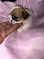 shih tzu 5 , a female Shih Tzu for sale in Maryland City, MD – 2 of 8