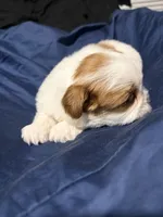 shih tzu 7 , a male Shih Tzu for sale in Maryland City, MD – 7 of 7