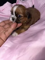shih tzu 3, a female Shih Tzu for sale in Maryland City, MD – 3 of 8