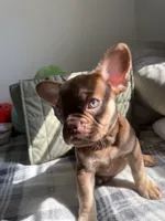 Letty, a female French Bulldog for sale in Yonkers, NY – 2 of 4