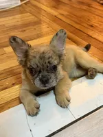 Luna , a female French Bulldog for sale in Yonkers, NY – 5 of 9