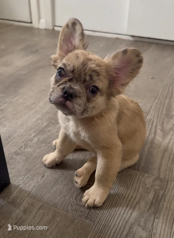 Luna  – French Bulldog puppy for sale in Yonkers, NY