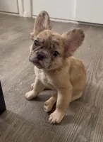 Luna , a female French Bulldog for sale in Yonkers, NY – 1 of 9