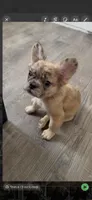 Luna , a female French Bulldog for sale in Yonkers, NY – 9 of 9
