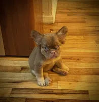 Brownie , a female French Bulldog for sale in Yonkers, NY – 2 of 3