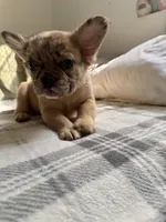 Luna , a female French Bulldog for sale in Yonkers, NY – 7 of 9