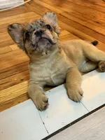 Luna , a female French Bulldog for sale in Yonkers, NY – 8 of 9