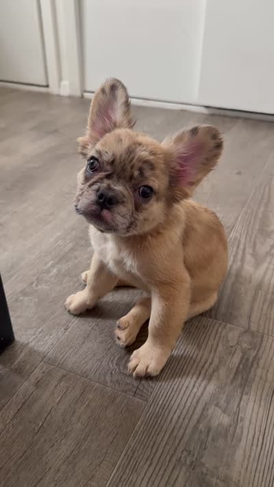 Luna , a female French Bulldog for sale in Yonkers, NY – 3 of 9