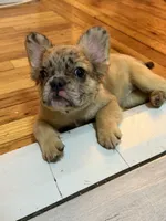 Luna , a female French Bulldog for sale in Yonkers, NY – 2 of 9