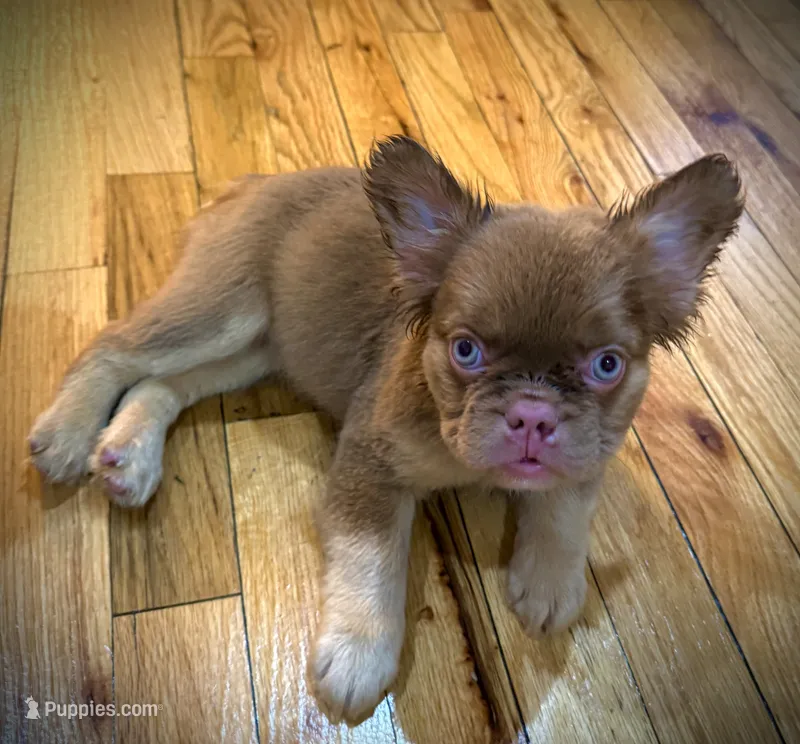 Brownie  – French Bulldog puppy for sale in Yonkers, NY