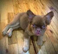 Brownie , a female French Bulldog for sale in Yonkers, NY – 1 of 3