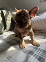 Letty, a female French Bulldog for sale in Yonkers, NY – 4 of 4