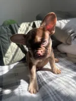 Letty, a female French Bulldog for sale in Yonkers, NY – 3 of 4