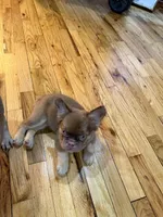 Brownie , a female French Bulldog for sale in Yonkers, NY – 3 of 3