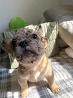 Luna , a female French Bulldog for sale in Yonkers, NY – 6 of 9
